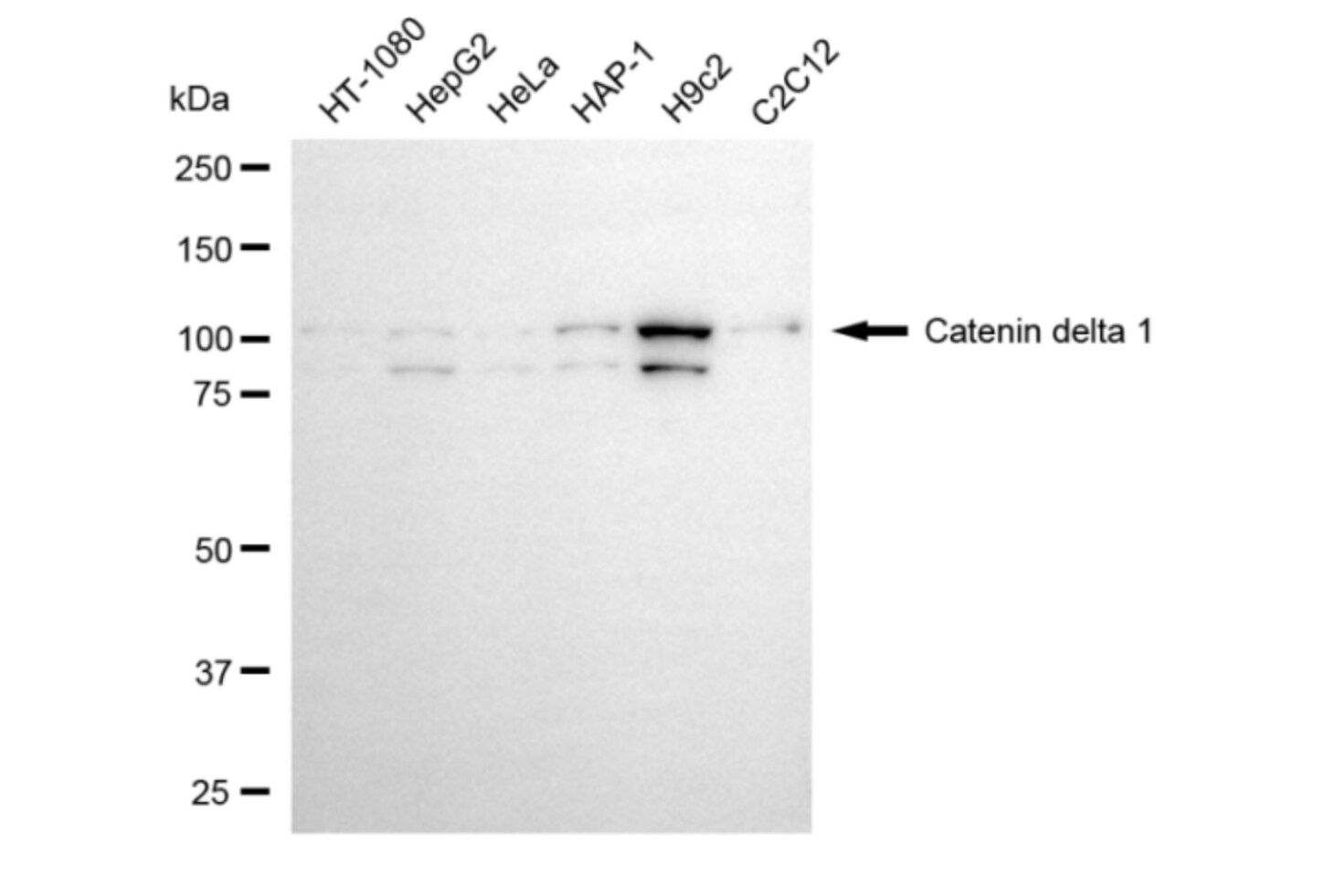 p120-catenin Antibody (24GB5775)