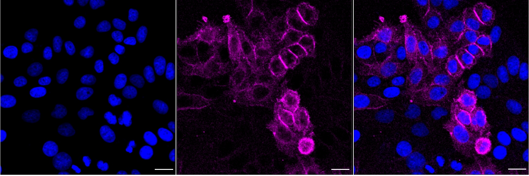 EGFR Antibody (24GB5790)