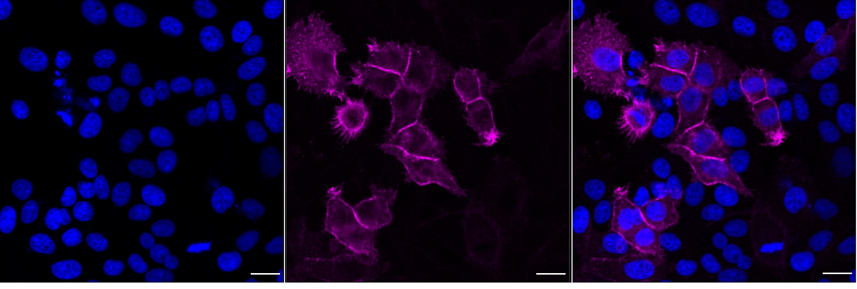 EGFR Antibody (24GB5795)