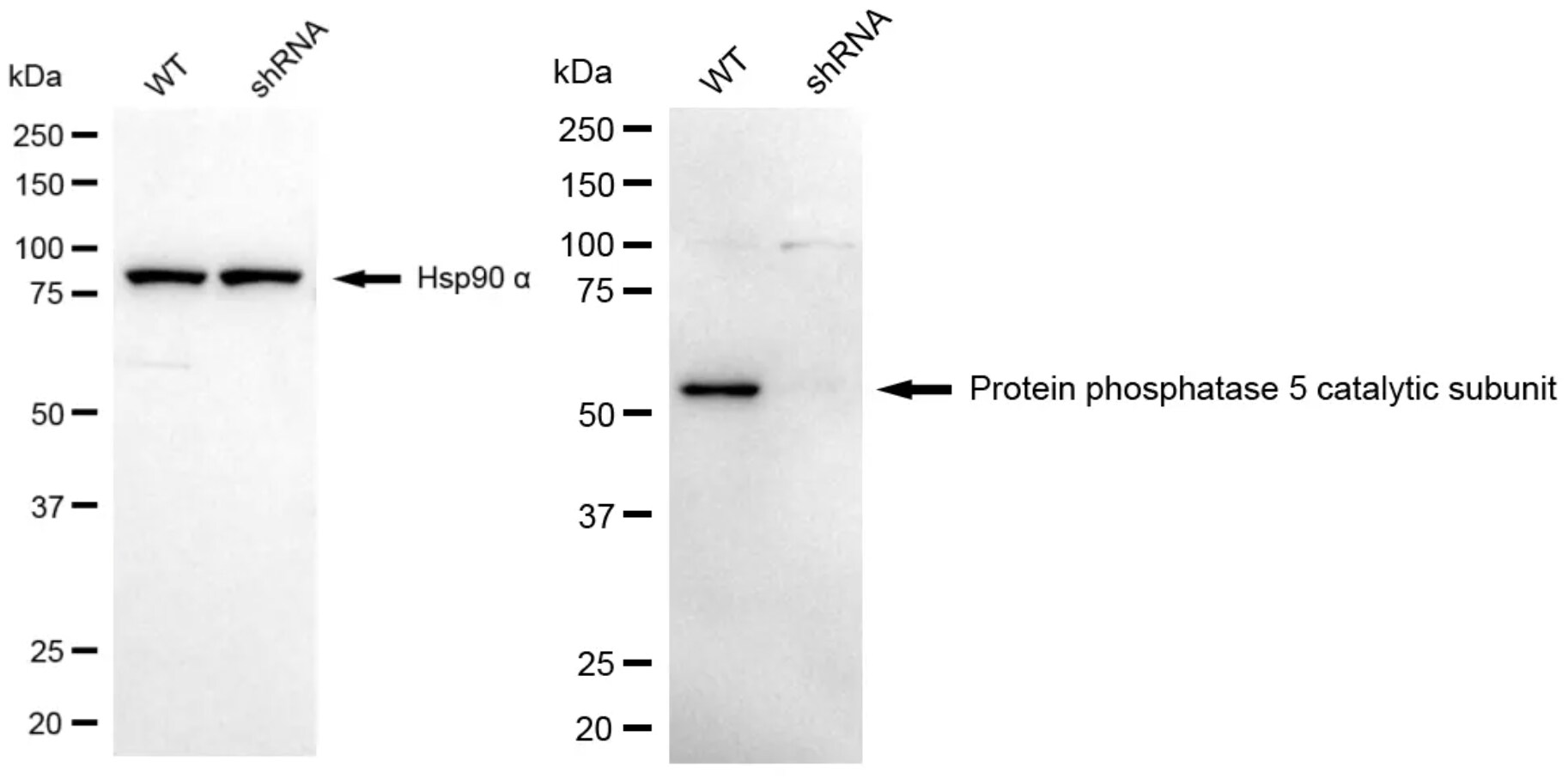 PP5 Antibody (24GB6210)