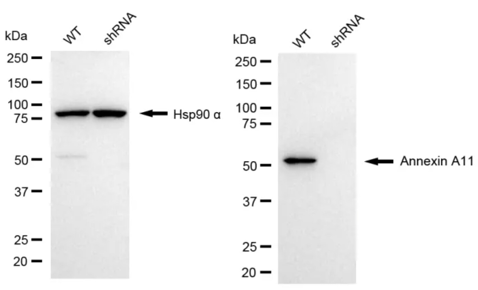 Annexin A11 Antibody (24GB6225)