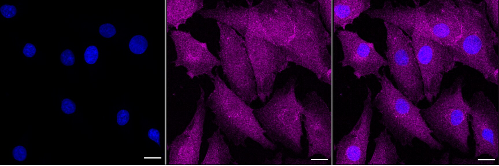 Annexin A1 Antibody (24GB6230)