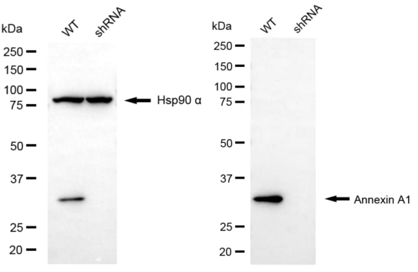 Annexin A1 Antibody (24GB6230)