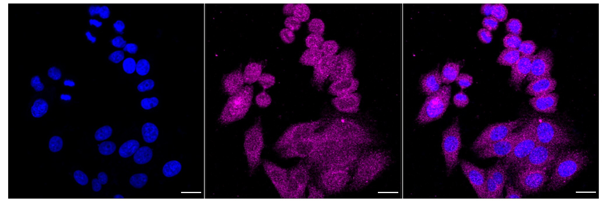RhoGDI Antibody (24GB6235)