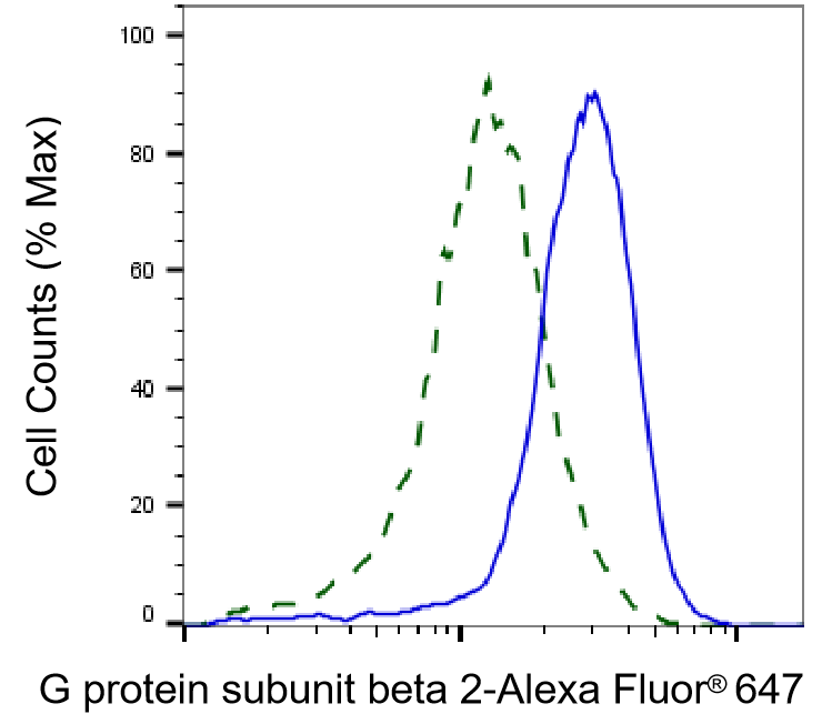 GNB2 Antibody (23GB1205)