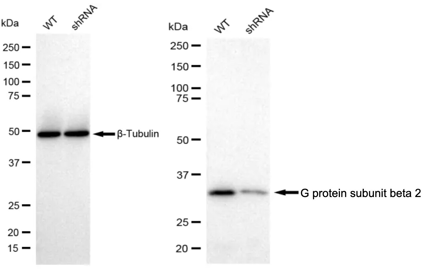 GNB2 Antibody (23GB1205)