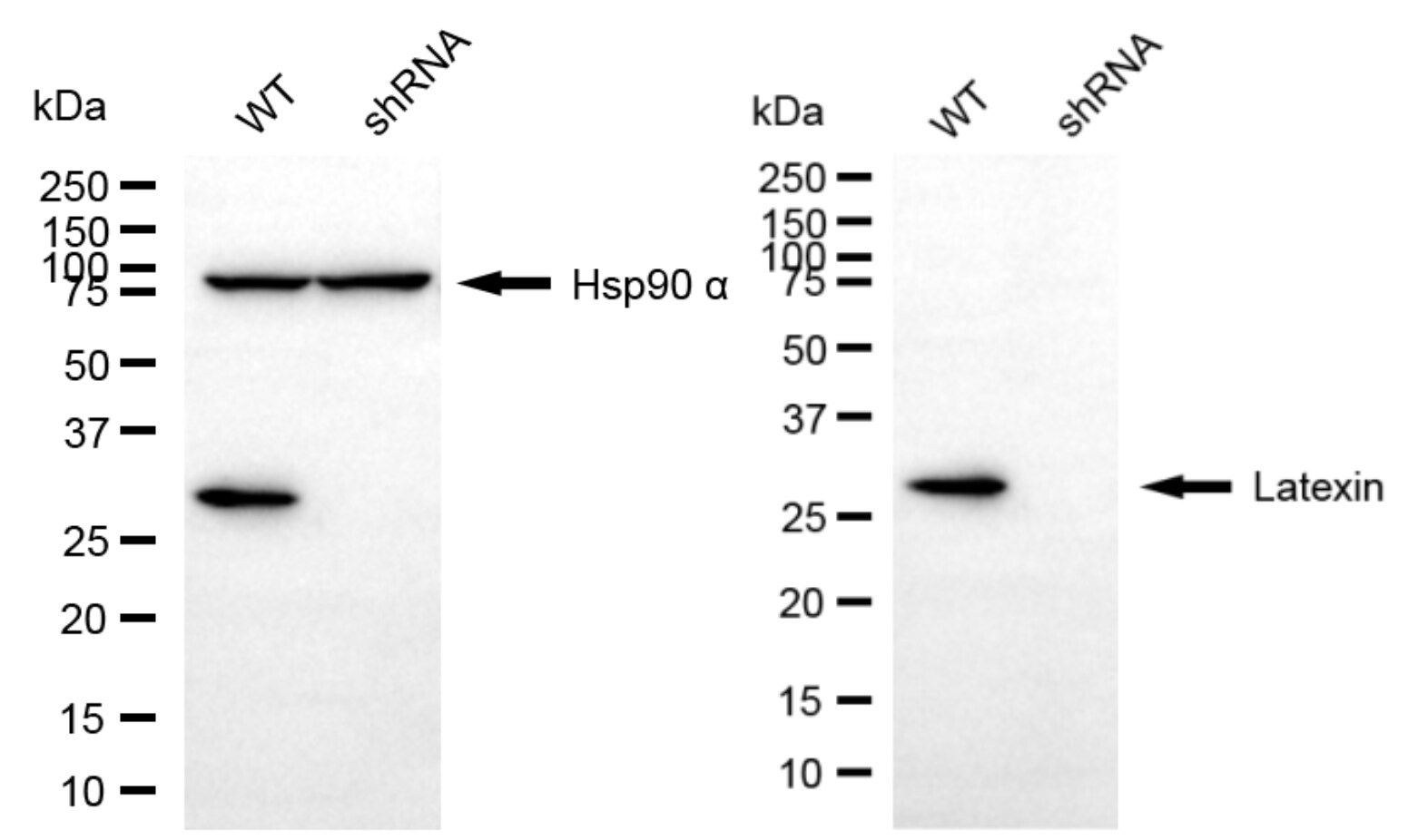 Latexin Antibody (24GB6370)