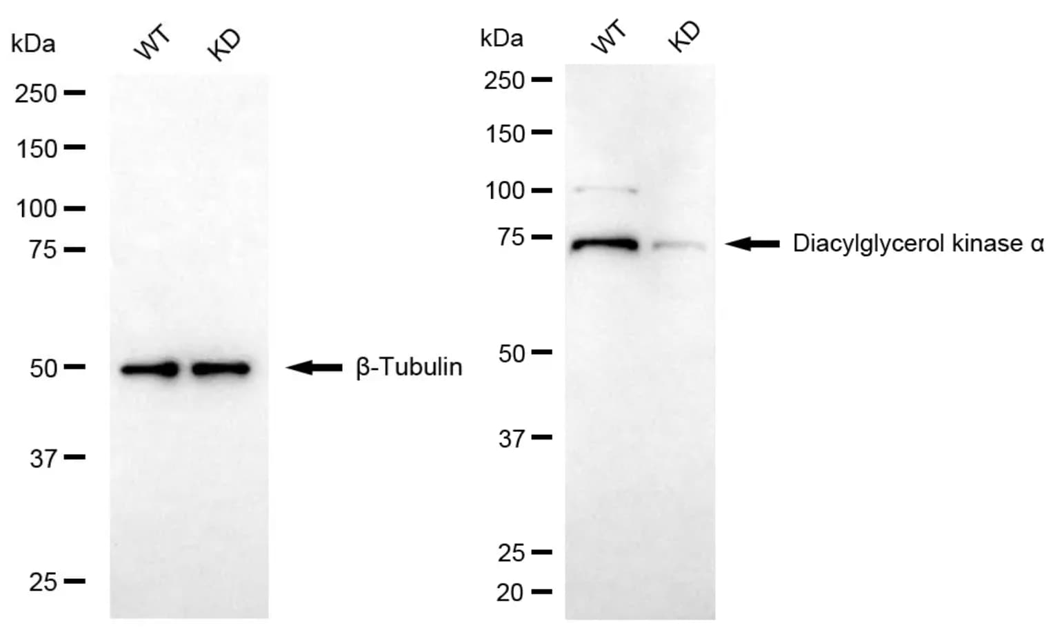 DGK-alpha Antibody (24GB6425)