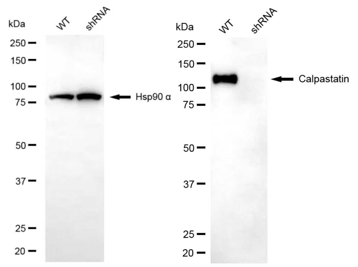 Calpastatin Antibody (24GB6455)
