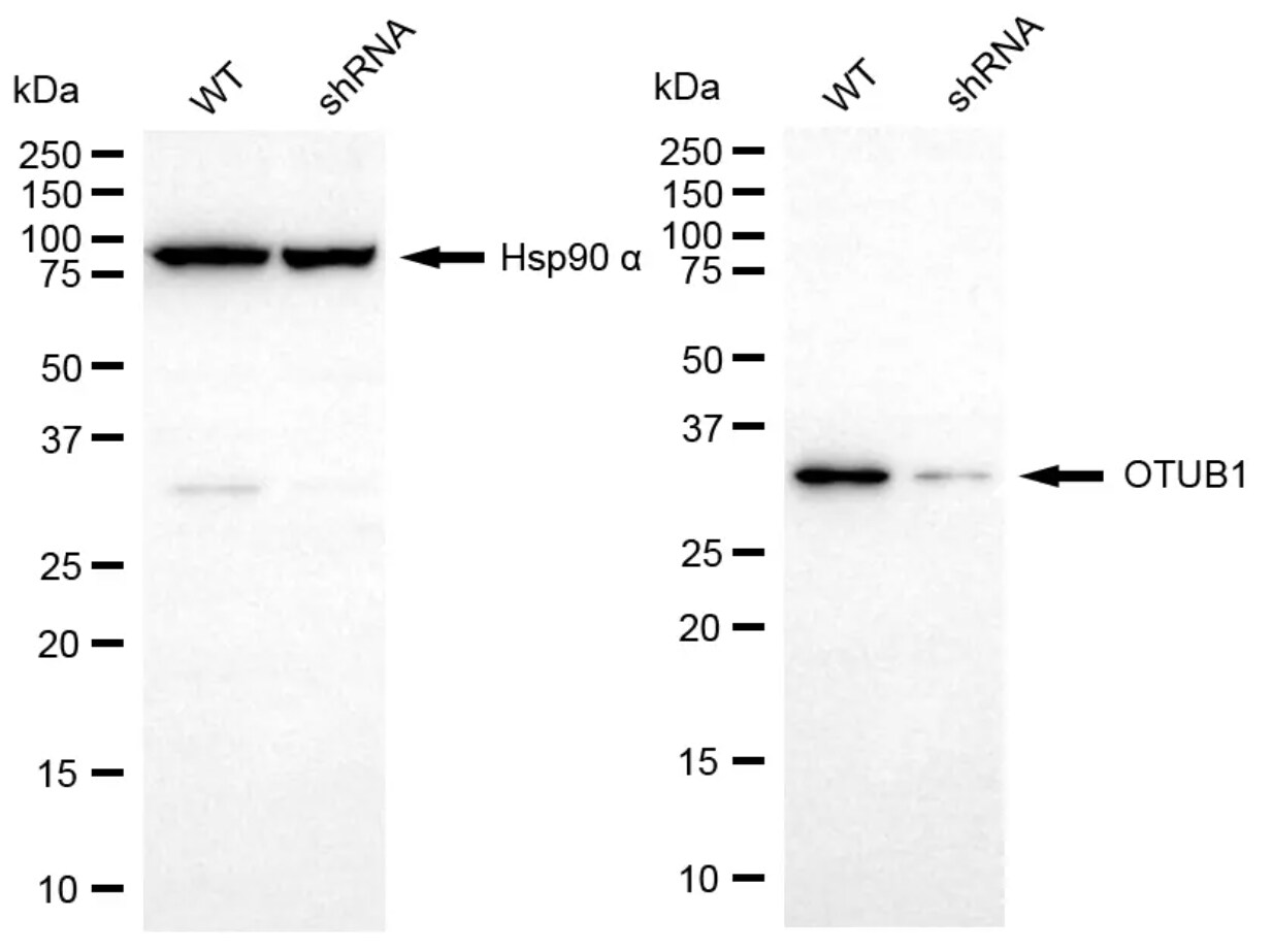 Otubain-1 Antibody (24GB6500)