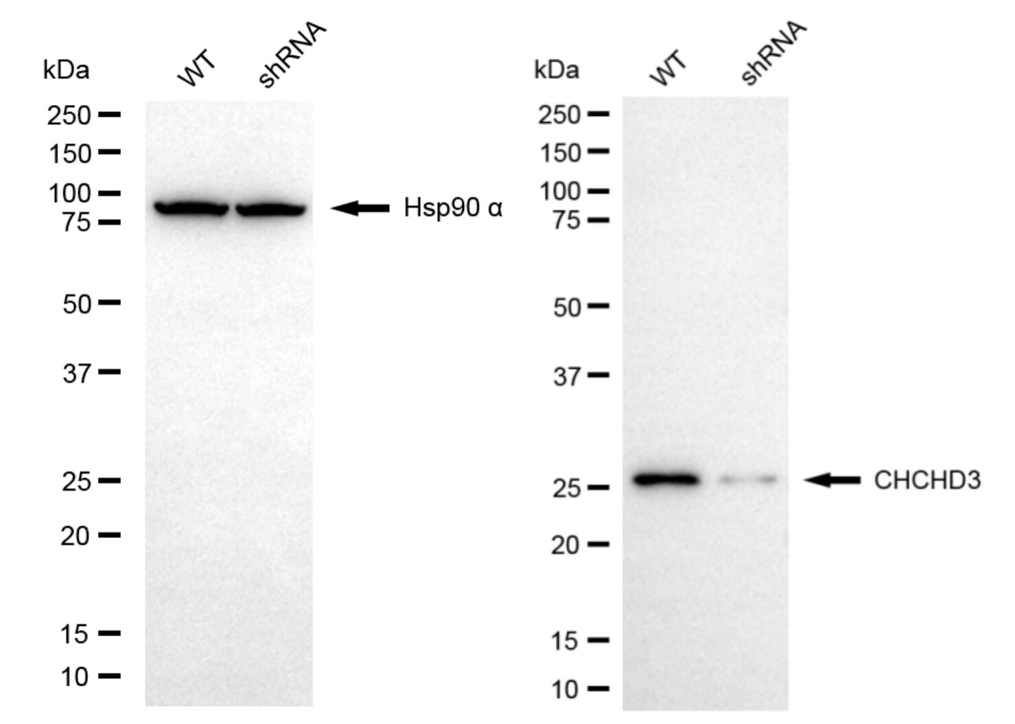 CHCHD3 Antibody (24GB6560)