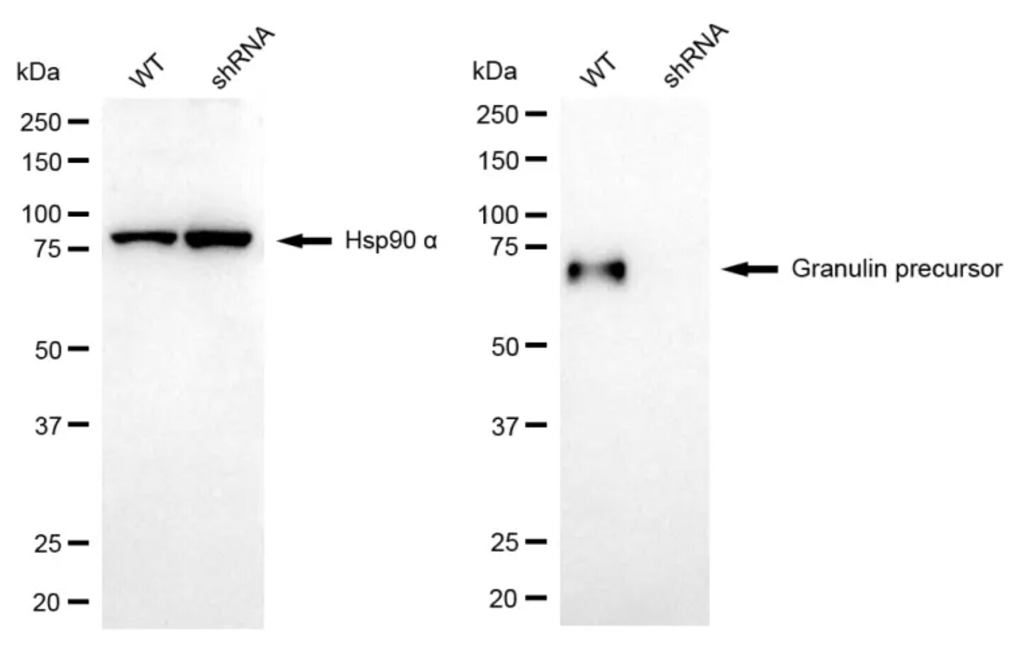 Progranulin/PGRN Antibody (24GB6595)