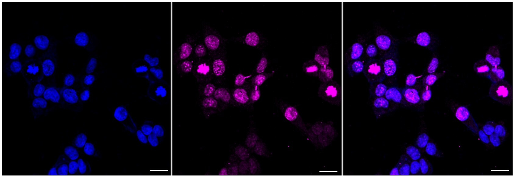 Borealin Antibody (24GB6600)