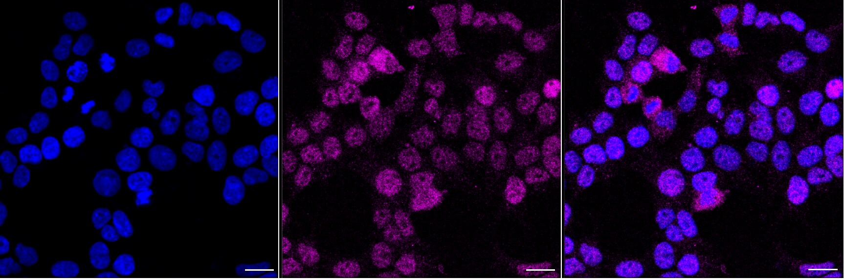 SFRS9 Antibody (24GB6610)