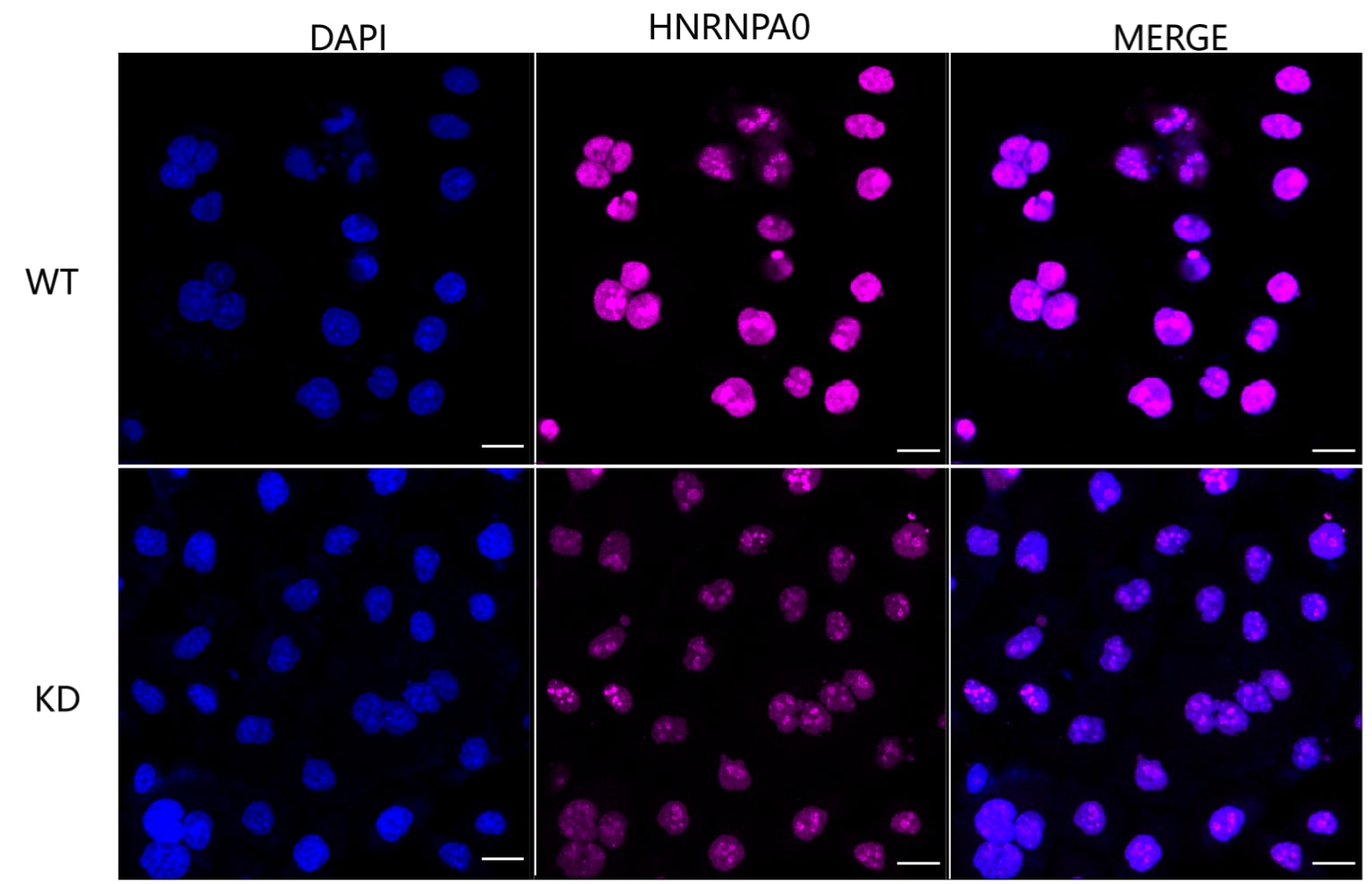 HNRNPA0 Antibody (24GB6620)