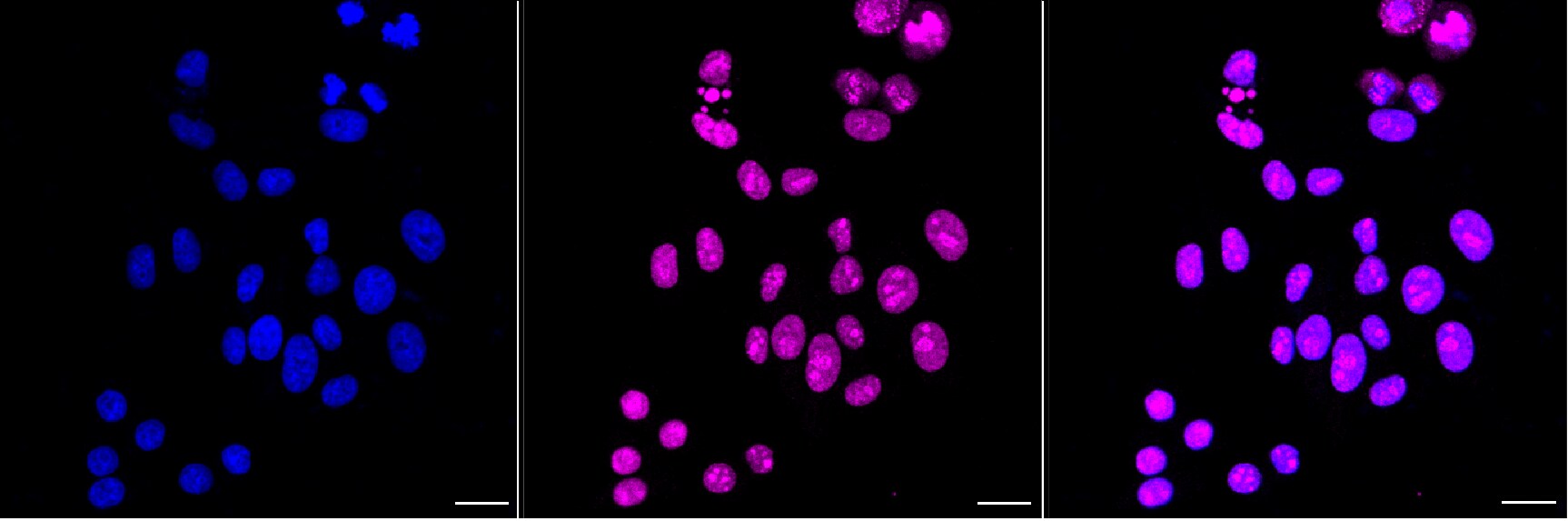 HNRNPA0 Antibody (24GB6620)