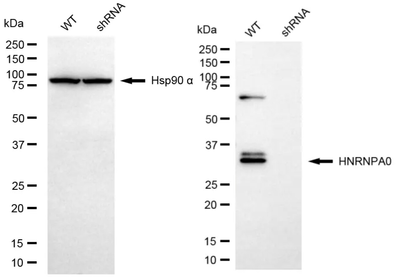 HNRNPA0 Antibody (24GB6620)