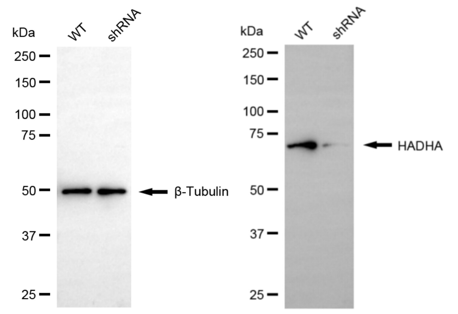 HADHA Antibody (24GB6655)