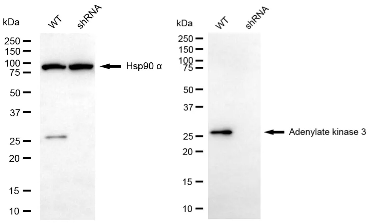 AK3 Antibody (24GB6685)