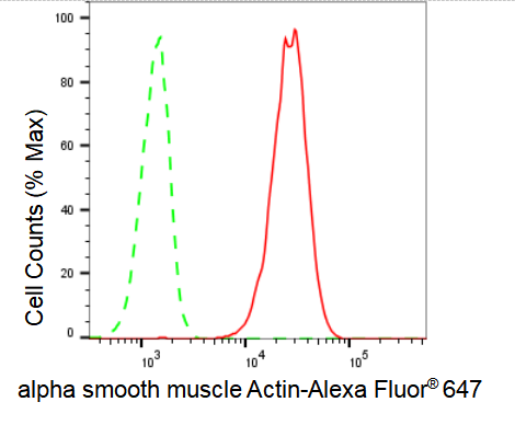 alpha-Smooth Muscle Actin Antibody (23GB600)