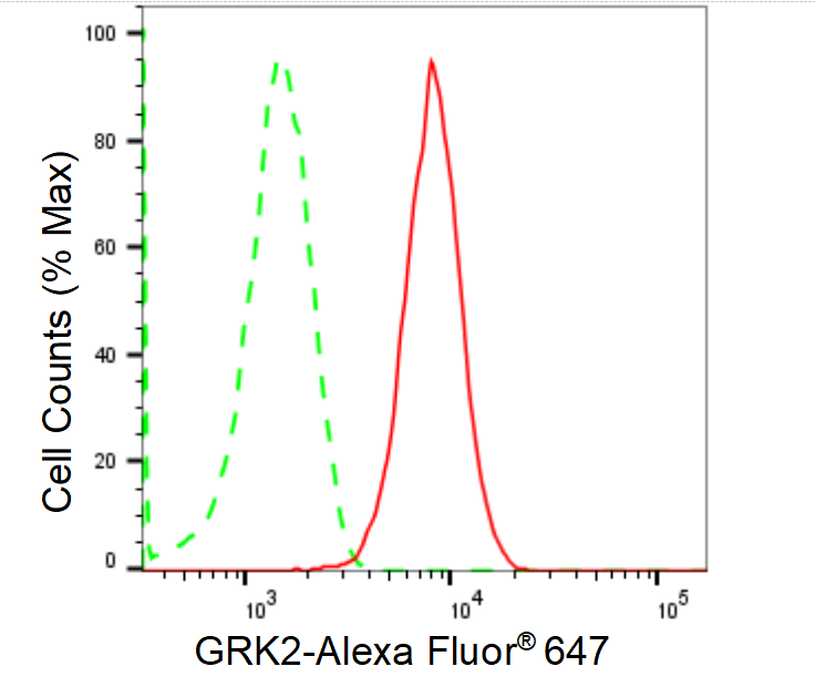GRK2 Antibody (23GB1515)