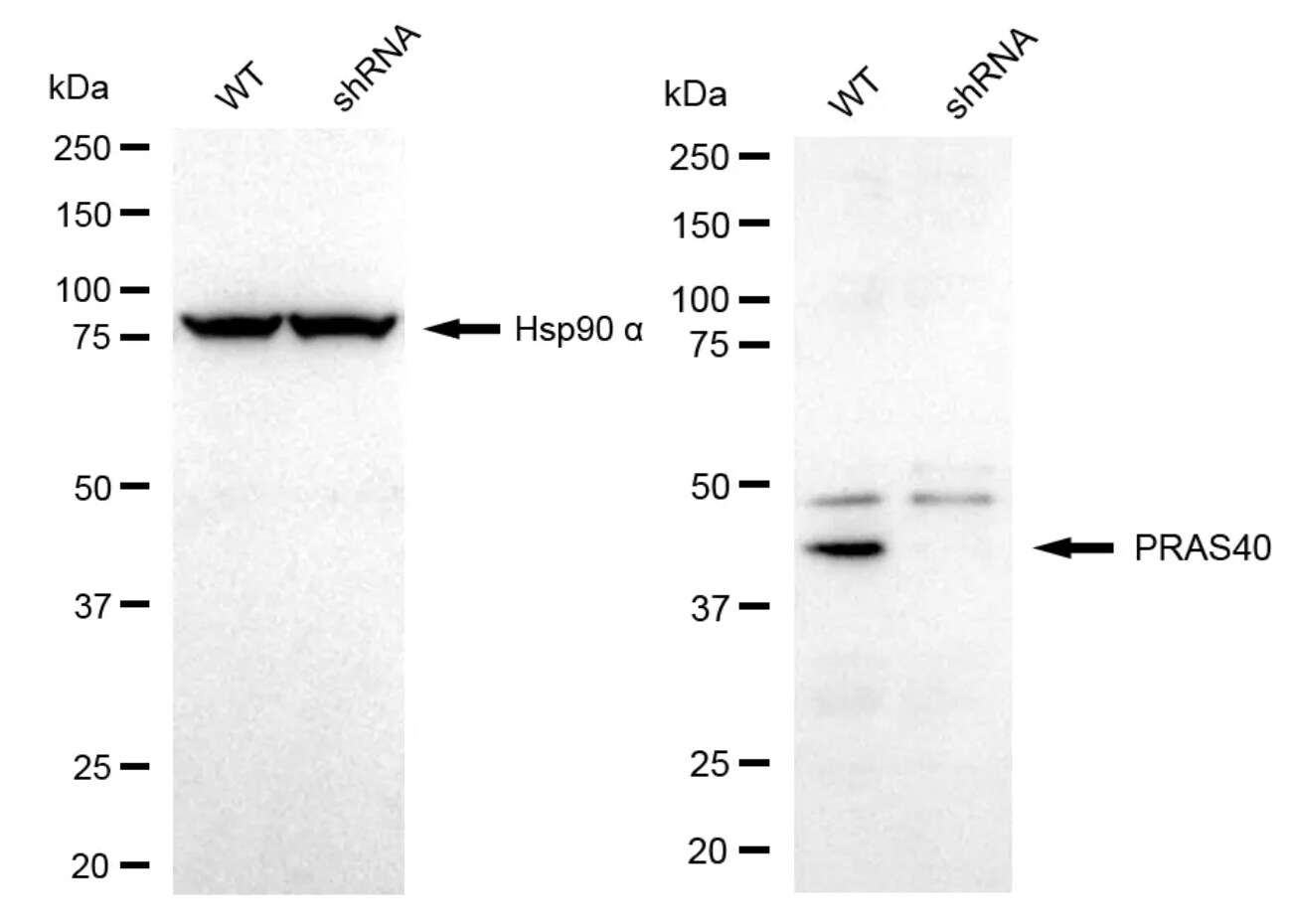 PRAS40 Antibody (23GB640)