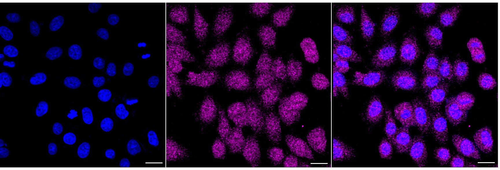 Lymphotoxin beta R/TNFRSF3 Antibody (24GB6730)