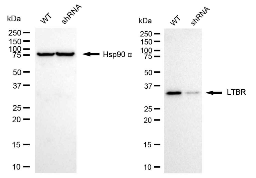 Lymphotoxin beta R/TNFRSF3 Antibody (24GB6730)