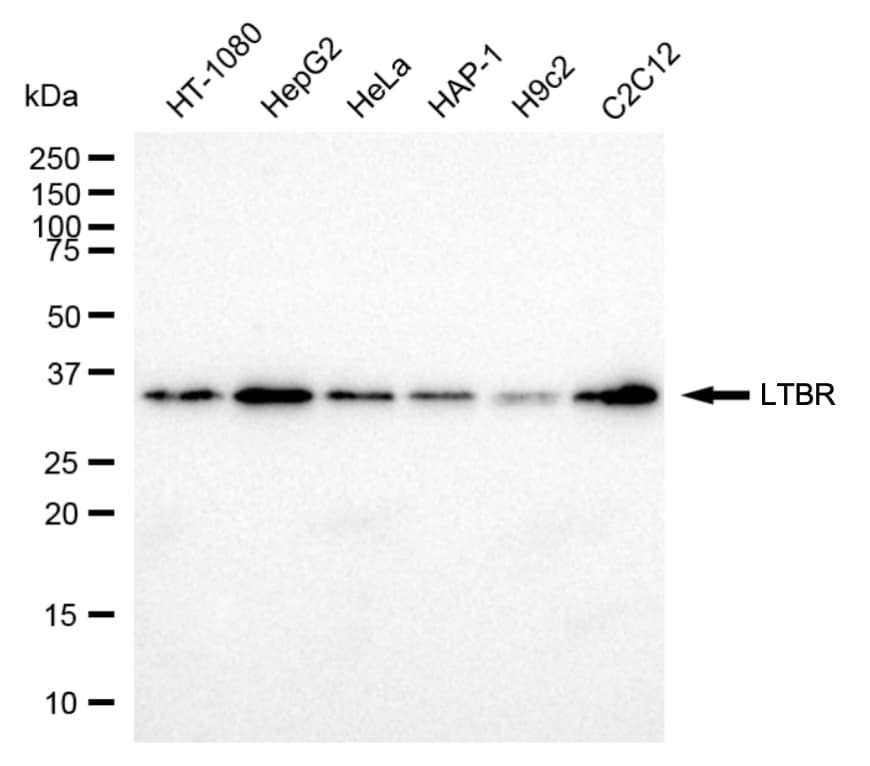 Lymphotoxin beta R/TNFRSF3 Antibody (24GB6730)