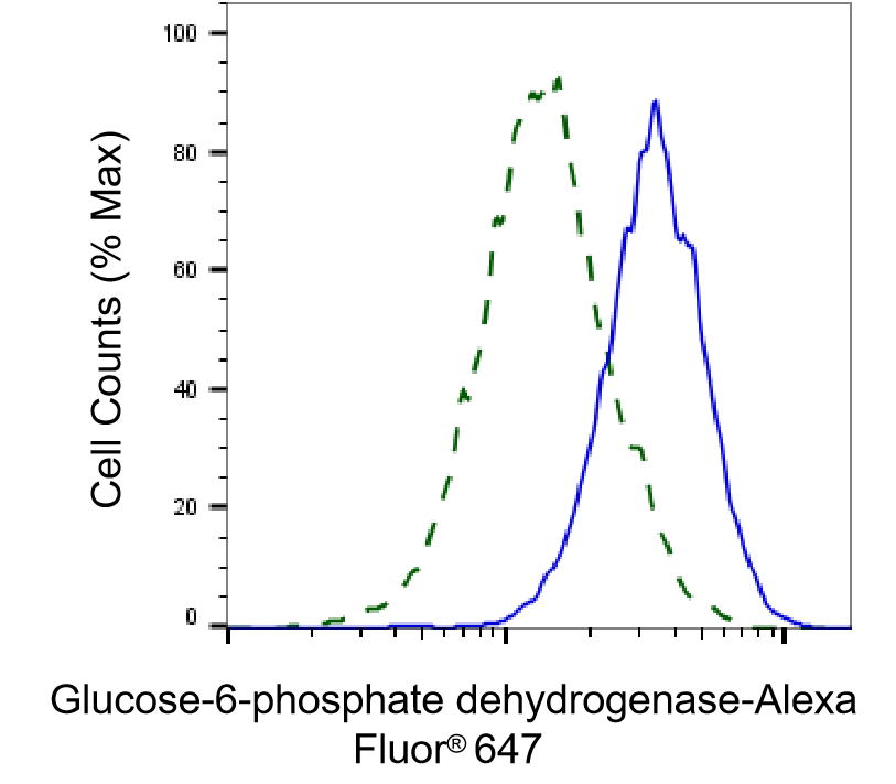 Glucose 6 Phosphate Dehydrogenase Antibody (23GB1795)