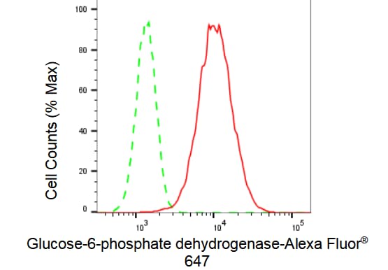 Glucose 6 Phosphate Dehydrogenase Antibody (23GB1795)