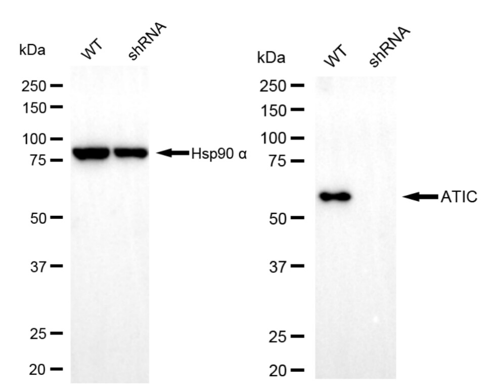 ATIC Antibody (24GB6745)