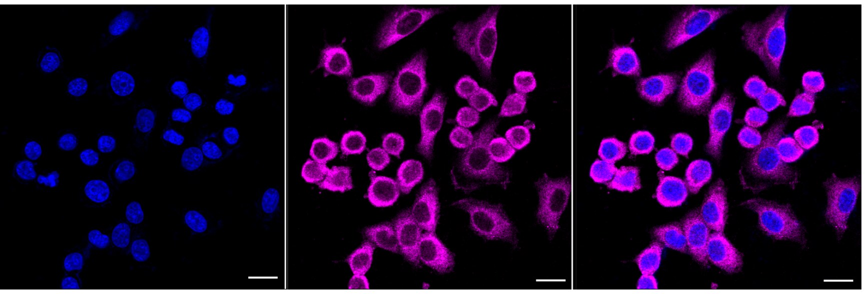 HARS Antibody (24GB6755)