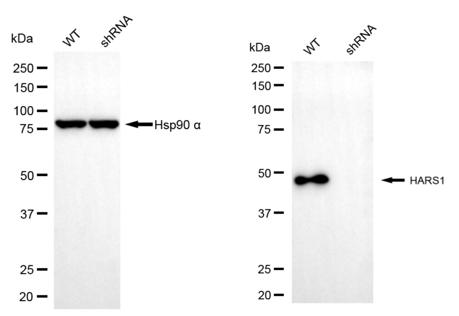 HARS Antibody (24GB6755)