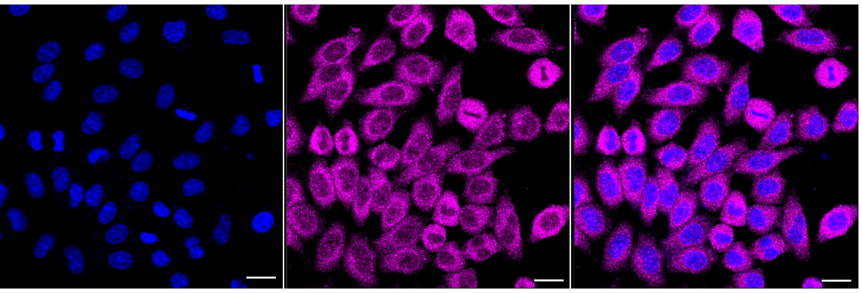 BID Antibody (24GB6760)
