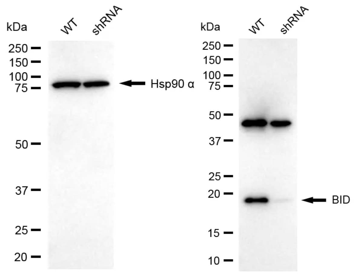 BID Antibody (24GB6760)