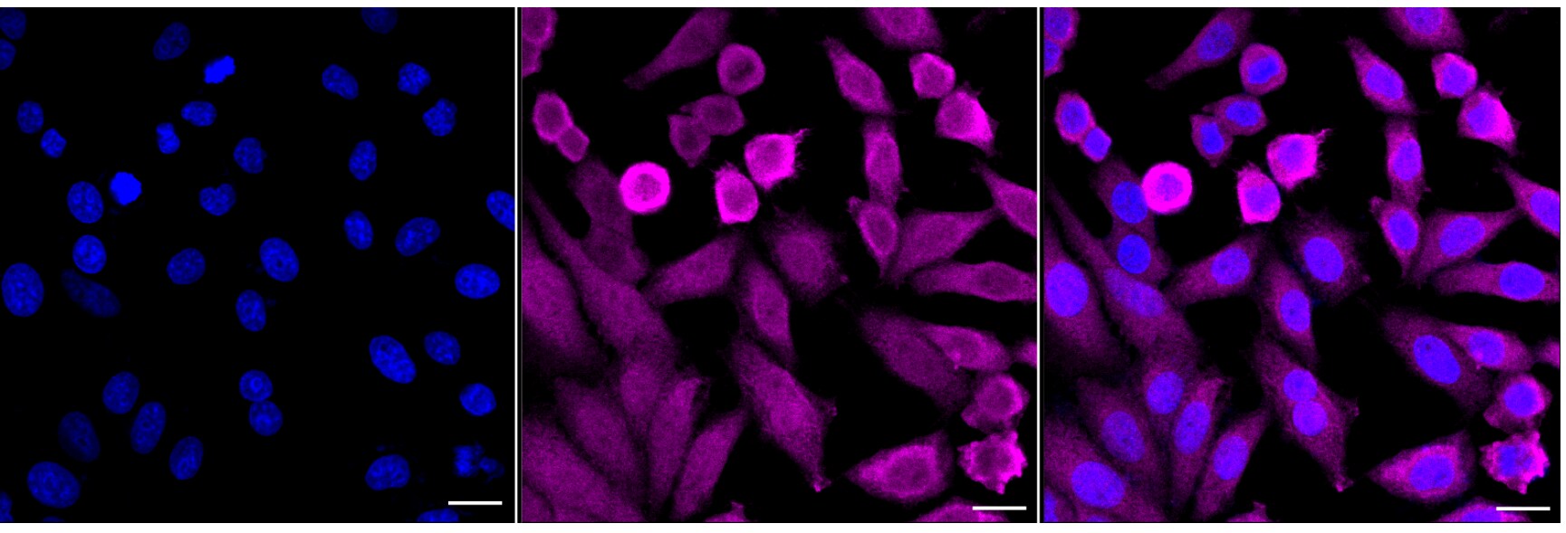 Annexin A1 Antibody (24GB6815)