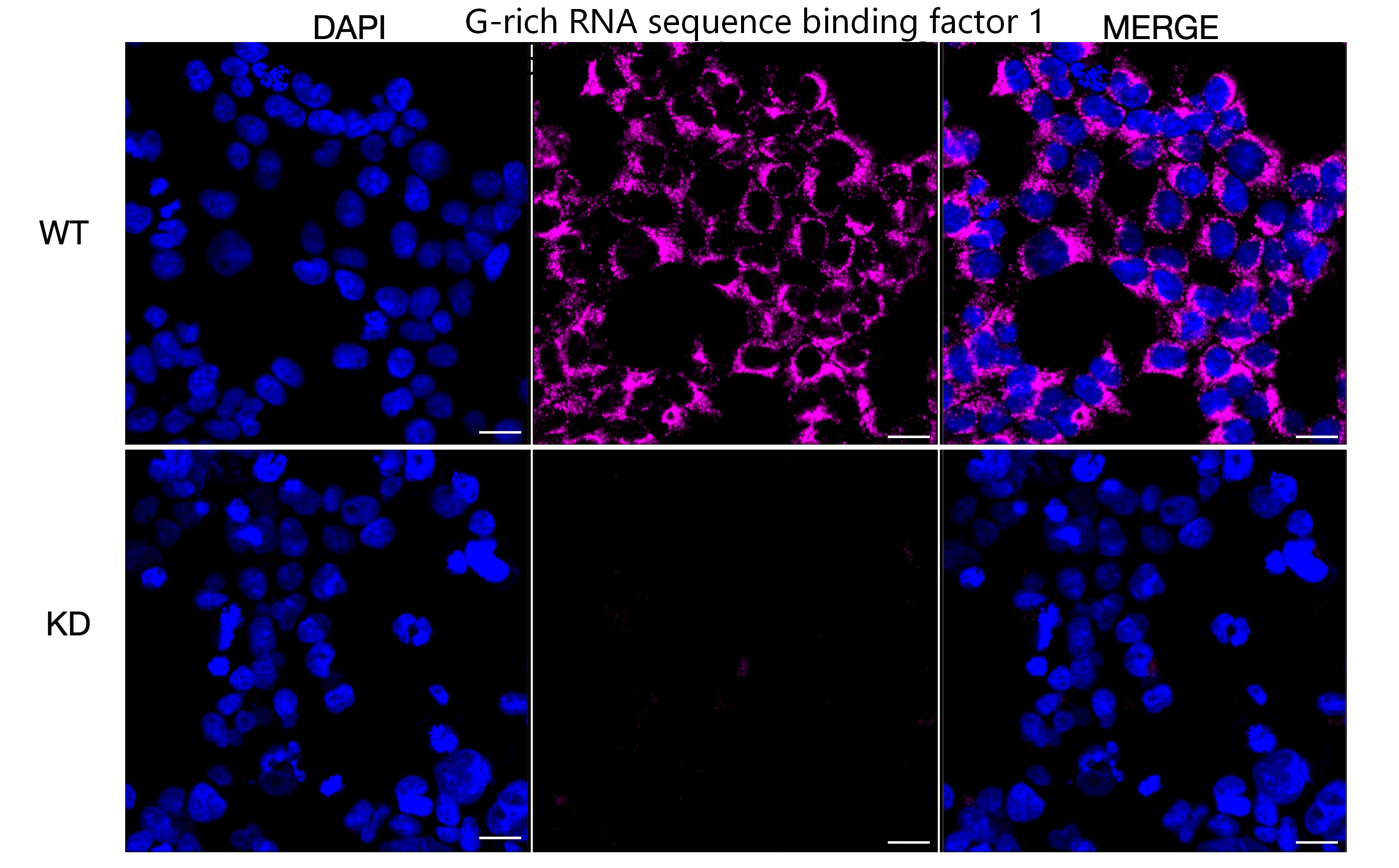 GRSF1 Antibody (23GB1890)