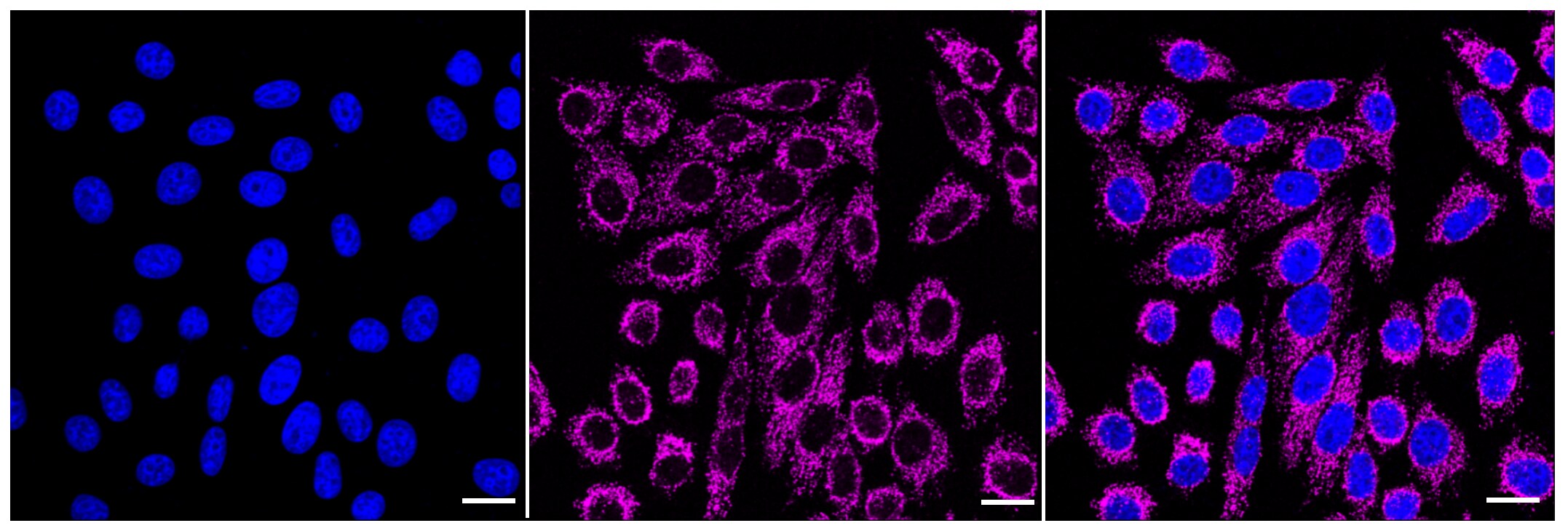 GRSF1 Antibody (23GB1890)
