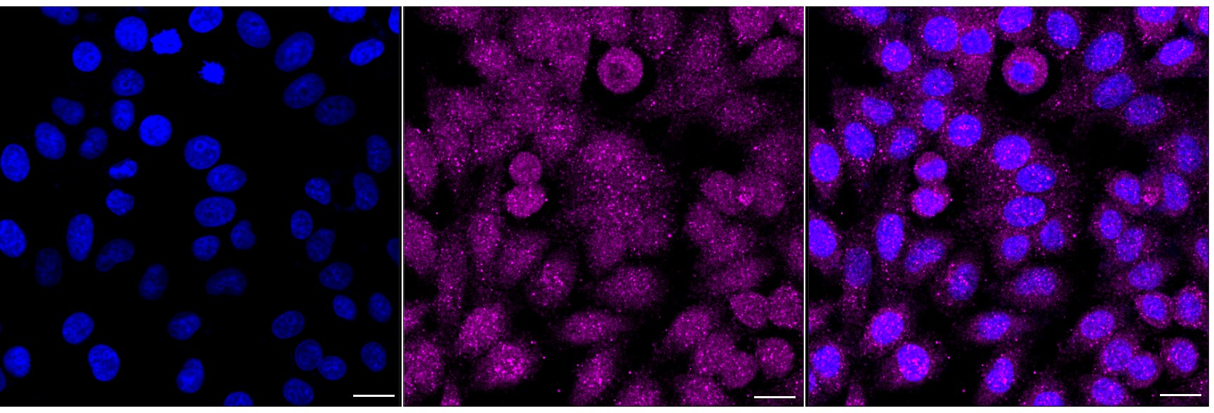 Axl Antibody (24GB6870)