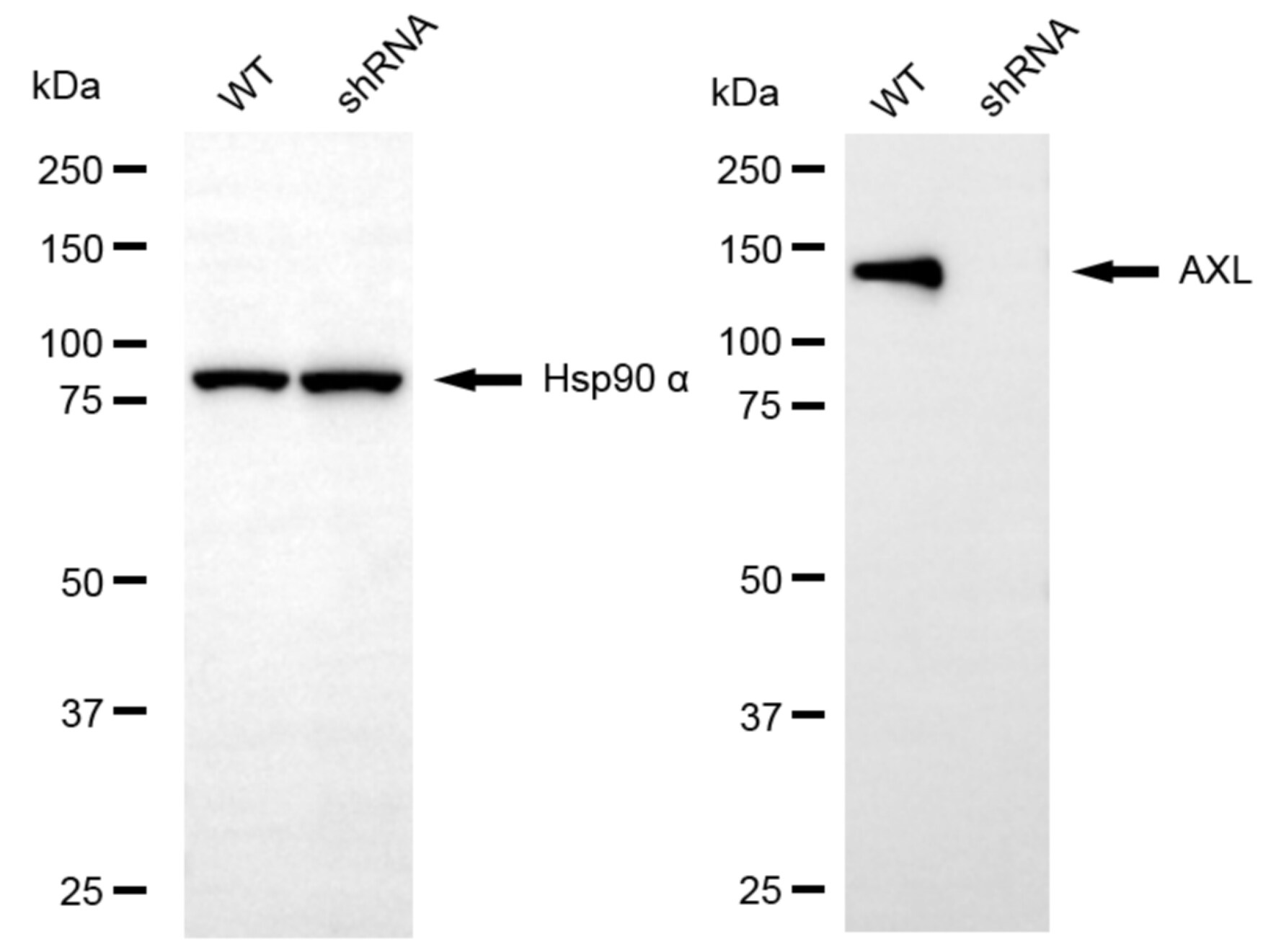 Axl Antibody (24GB6870)
