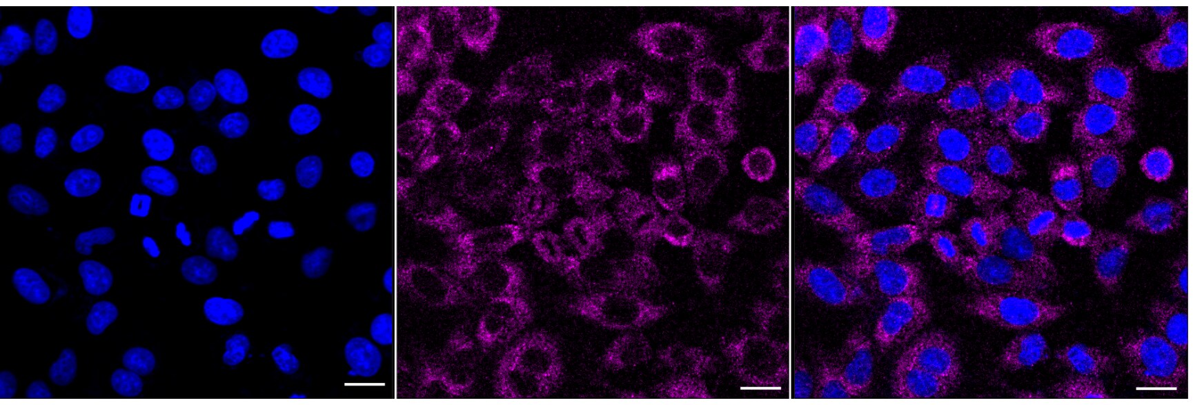 BTF3 Antibody (24GB6880)