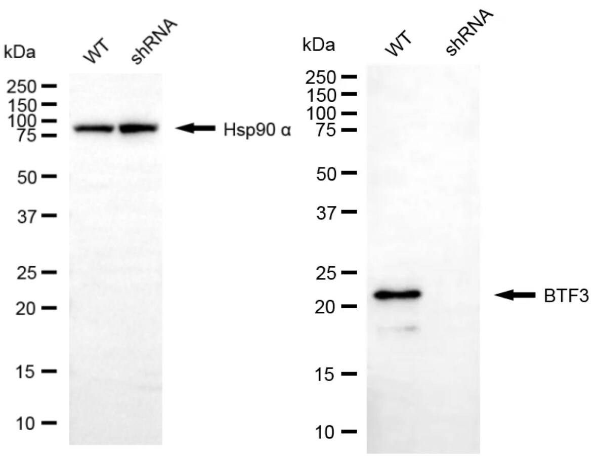 BTF3 Antibody (24GB6880)