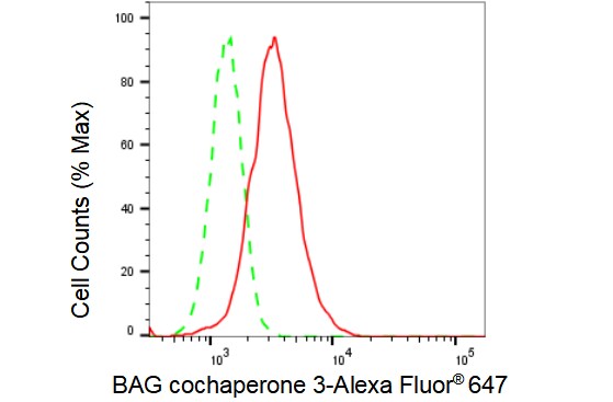 BAG3 Antibody (23GB1520)