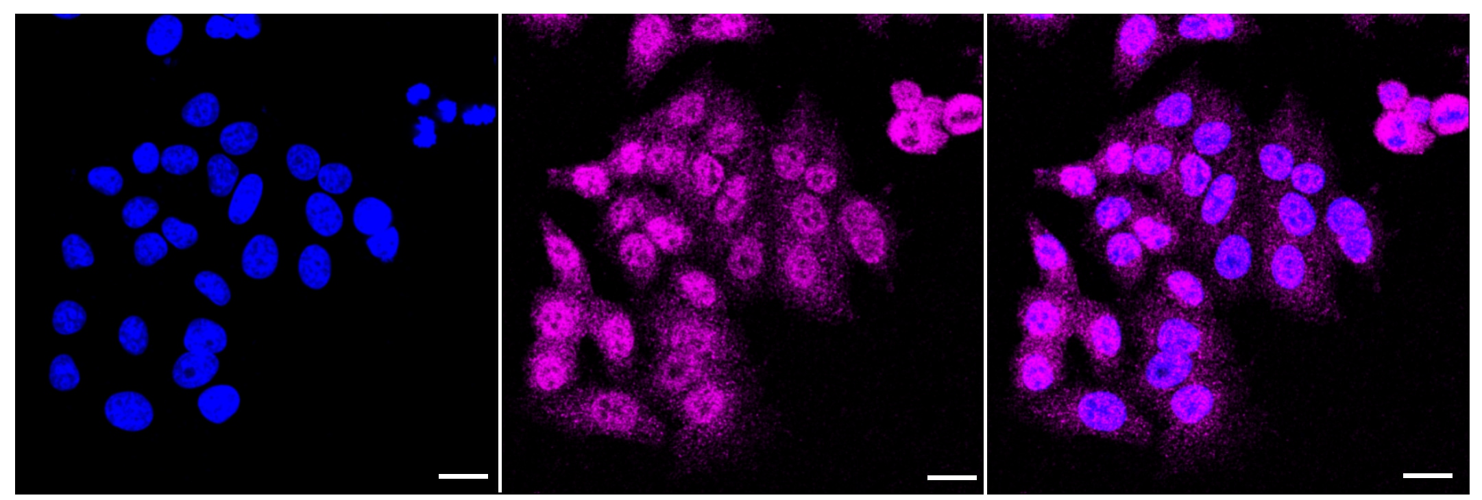 BAG3 Antibody (23GB1520)