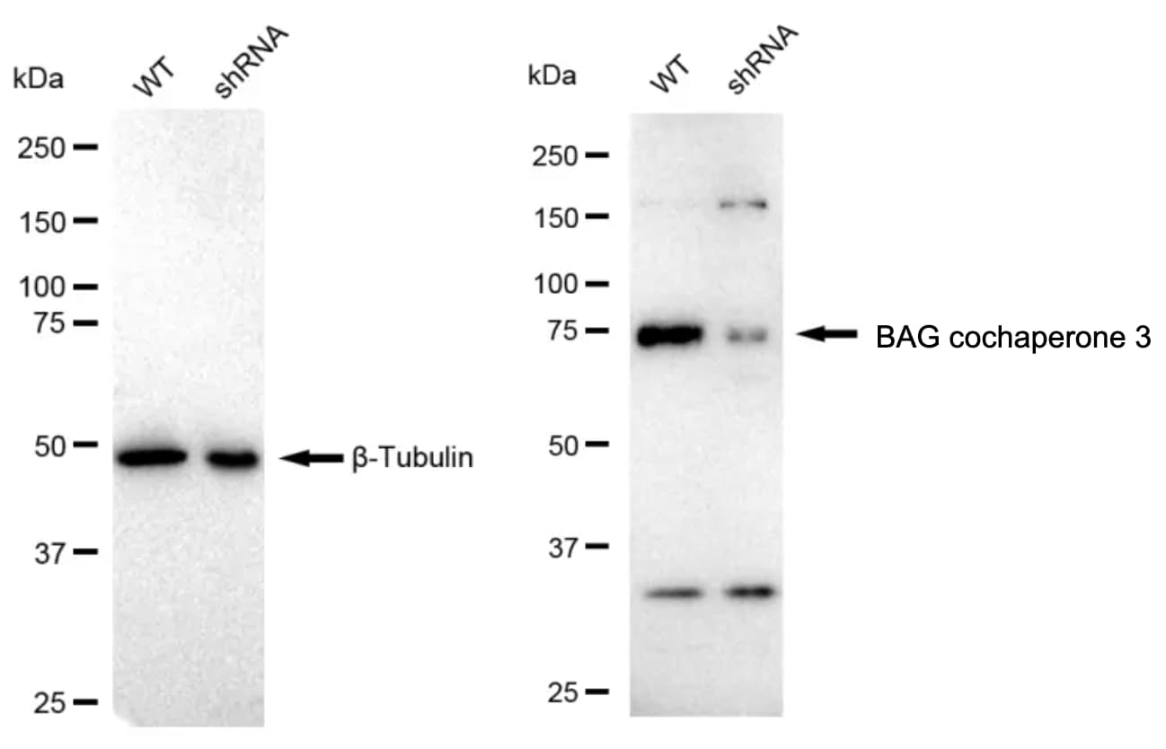 BAG3 Antibody (23GB1520)