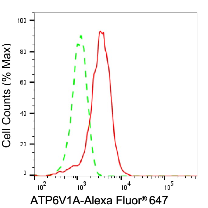 ATP6V1A Antibody (24GB6940)