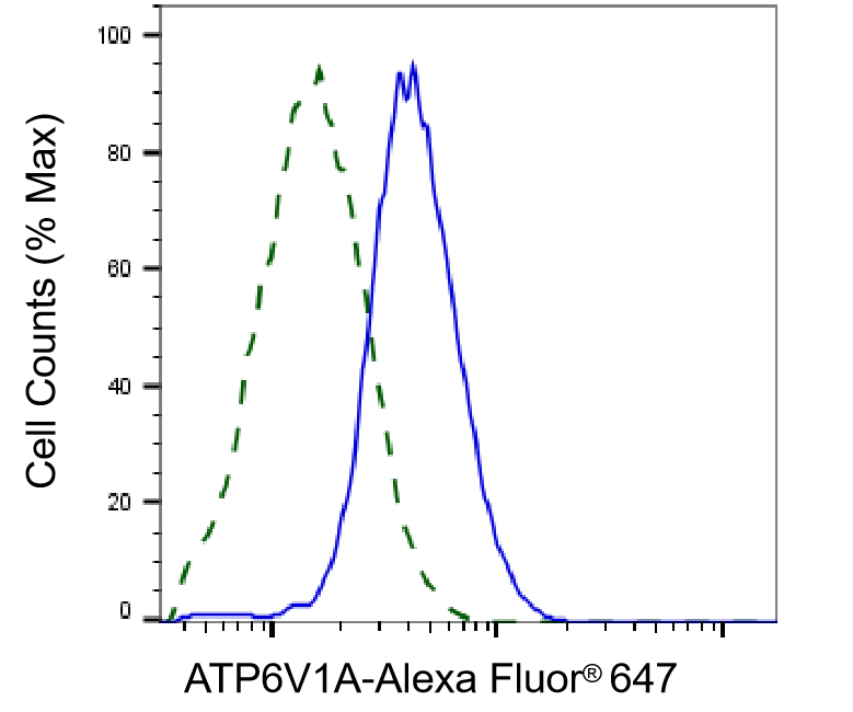 ATP6V1A Antibody (24GB6940)