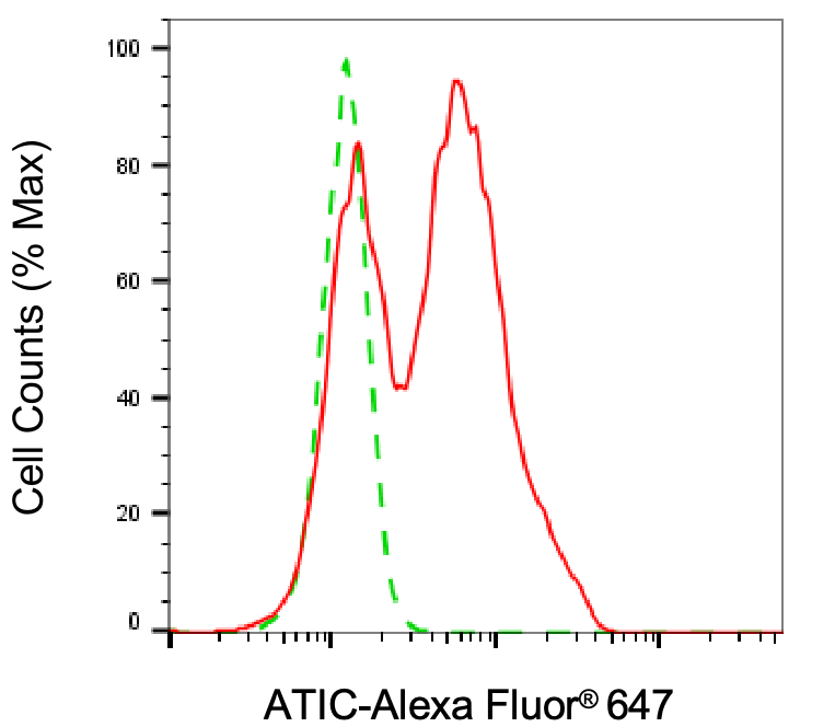 ATIC Antibody (24GB6980)