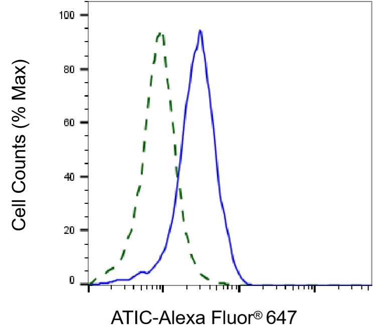ATIC Antibody (24GB6980)